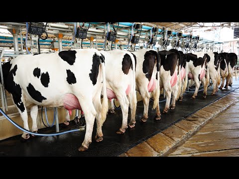 Milla Milk Factory From The Inside! How Do They Milk 100 Cows At Once?