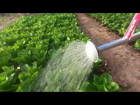 EP27 อัพเดทผักลงดินวันที่18/12/68