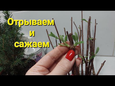 Размножить гортензию почкой легко!