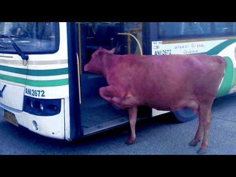 Unglaublich, Aber Das Passiert In Indien Jeden Tag