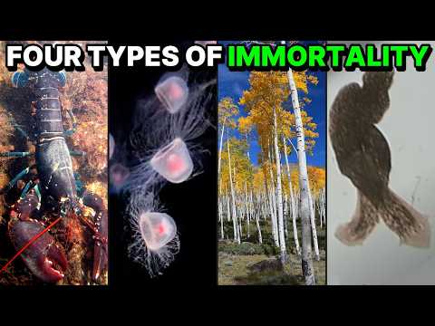 Immortality in Nature Explained