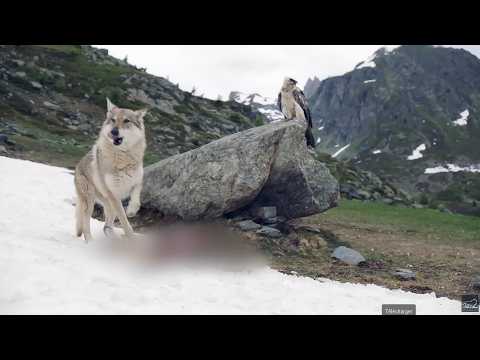 La vie sauvage en Europe - Paysage avec des animaux