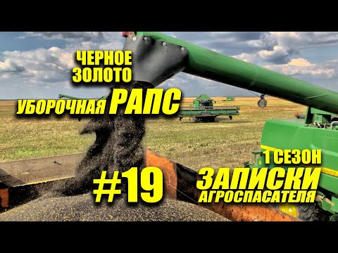 #19 Выращивание и уборка рапса. Капустная моль. Рапс в севообороте.