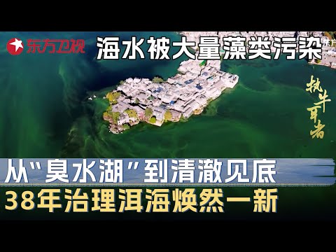 从“臭水湖”到人间仙境！洱海被藻类污染38年，如今清澈见底！外国生态专家纷纷前来学习 #未来说执牛耳者 第九季 第9集 FULL