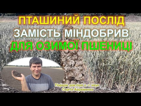 Пташиний послід замість міндобрив для озимої пшениці