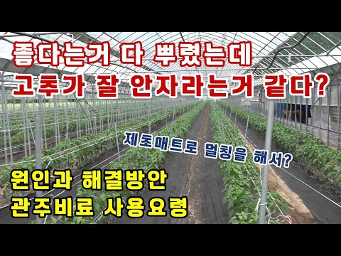 고추 밑거름 좋다는거 다 뿌렸는데 잘 안자라는거 같아요..이유가 제초매트 멀칭?