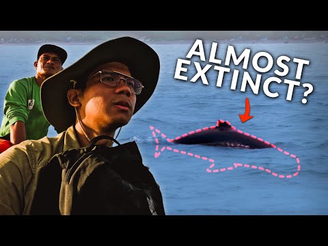 A Dolphin They Don’t Want Filipinos to Know About