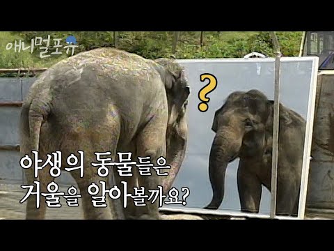 거울을 보고 자신을 알아보는 동물이 있을까?! 정확한 실험을 위해 초대형 방탄 거울까지 제작한 스펀지 제작진들.. | KBS 스펀지 040911 방송