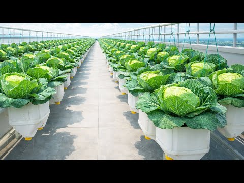Hanging Bottle Cabbage Method That Turns a Balcony Into a Mini Farm