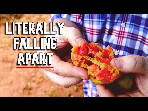 KWAI MUK - Jackfruit's Delicious (but very fragile) Cousin!