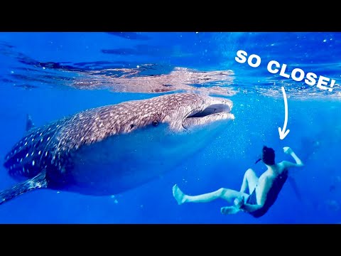 SWIMMING With the World’s LARGEST SHARK (Philippines 🇵🇭)