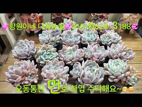 (25.12.19.Fri)💞Sold Out💞Plump and Well-Raised 💞Monroe💞Ha-yeop Chatty~😆😁