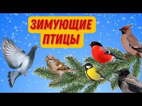 ❄Зимующие птицы | Зимующие птицы для детей | Развивающее видео для детей