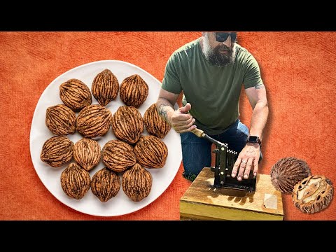 Best Way To Crack Black Walnuts and What To Do With Them In The Kitchen!