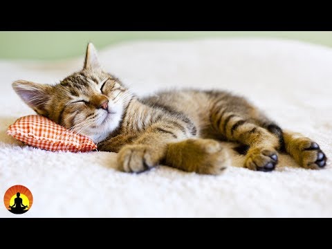 8 Hour Super Sleep Music: Relaxing Music, Meditation Music, Sleeping Music, Relaxation Music, ☯2479