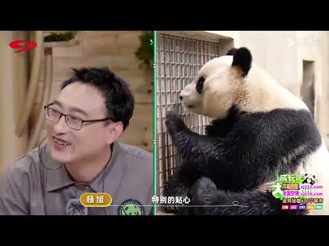 成长吧！大熊猫2025-（01）