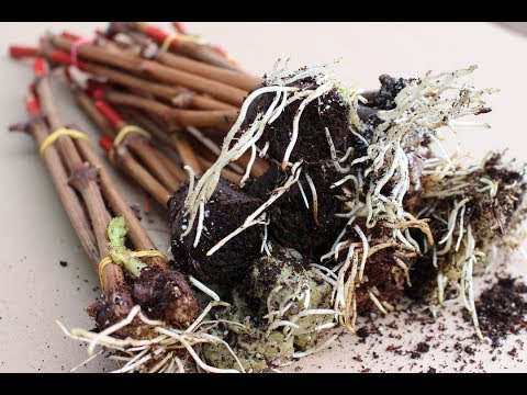 Лучшие варианты укоренения черенков винограда 2019г.