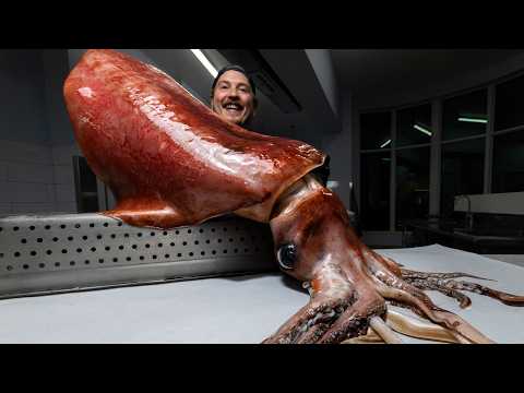 The Biggest Squid I've Ever Seen