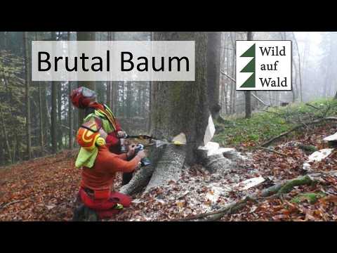 🌲Fällung einer Wertholz Fichte - in Folie verpackt - geht das gut?? #wildaufwald