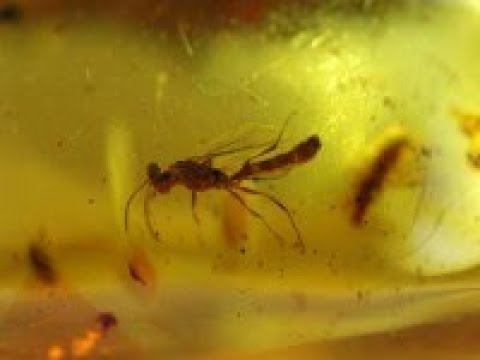 Янтарь Доминиканской Республики документальный фильм о PAtrick Voillot