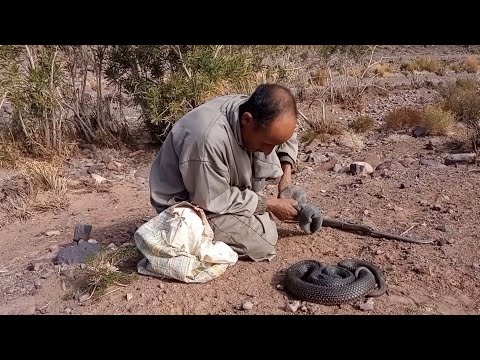 اشهر عيساوي في المغرب سي عابد محبوب المغاربه