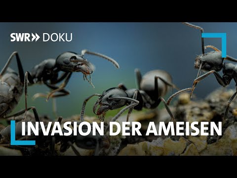 Invasion der Ameisen - Die unterschätzte Gefahr? Wie lässt sich Tapinoma magnum bekämpfen? SWR Doku