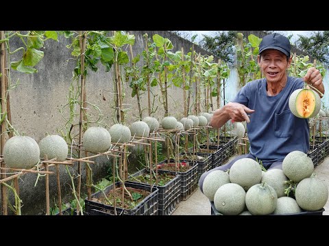 Melon Growing Hack for Lazy People – 10x the Yield, I Wish I'd Known Sooner!