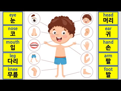 101) Body Parts in Korean / 한국어 단어 - 신체 부위 / Korean Vocabs - Name of Our Body (우리 몸의 이름)