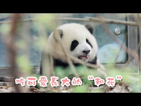 《熊貓主題趴》頂流女星“小胖花”成長史曝光！ | iPanda熊貓頻道