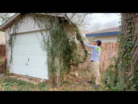 Peeling Vines like WALLPAPER all with my BARE HANDS