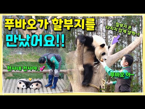 [ep.234] 푸바오를 찾아오신 할부지!! 급 밝아진 얼굴로 먹여달라고 아~ 하는 아기판다 푸바오💕 마주보고 잠든 천사같은 루이후이와 할부지💚🙋🏻‍♂️ㅣ에버랜드 판다월드