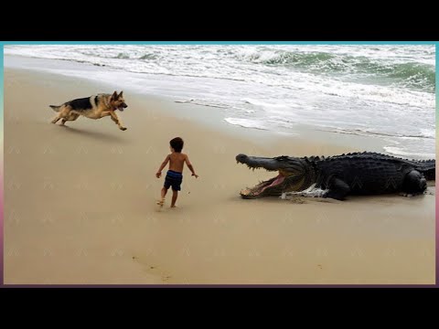 60 Hero Animals That Saved Human Lives!