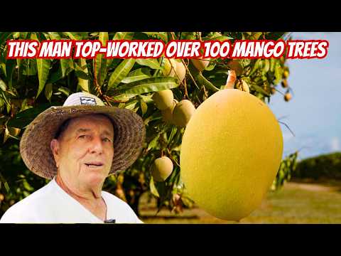 This man has top-grafted over 100 mango trees