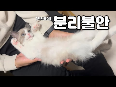 (안)분리불안 고양이 | 인간 놀리는 맛에 사는 고양이 | 브이로그