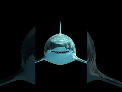 How Great White Sharks Outsmart Their Prey