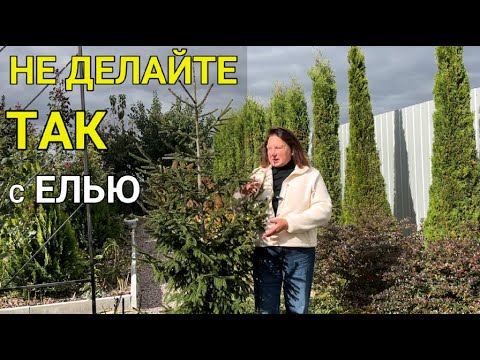 5 MISTAKES when GROWING spruce | How to grow a beautiful spruce | Caring for conifers: MY EXPERIENCE