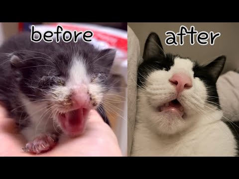 네.. 전 고양이 확대범입니다...✌🏻눈도 못뜬 고양이 구조 후, 1년간의 기록!♥️