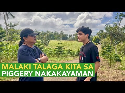 Malaki Talaga ang Kita sa Piggery, Tapos Pinas-process pa as Tocino kaya Malaki Talaga!