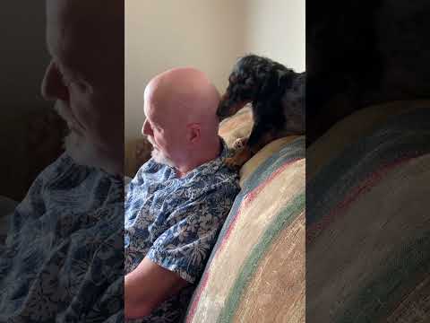 Slinky, the attack weenie dog