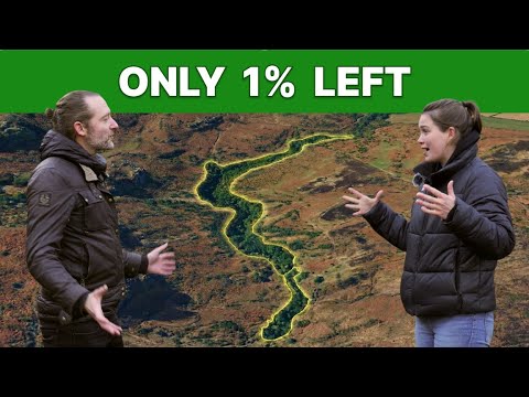 Britain Destroyed Almost All Its Rainforest. This Is What's Left.