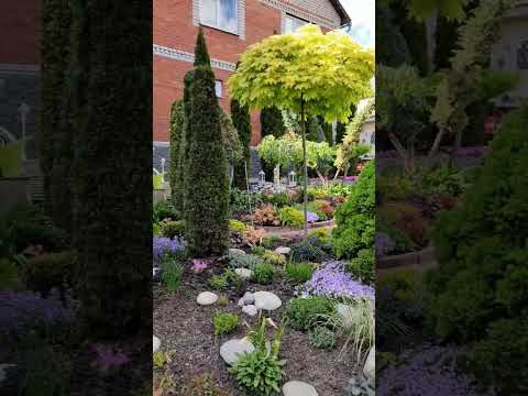 Сирень КРАСАВИЦА МОСКВЫ.