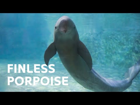 The Animals China’s Helping Bring Back From Extinction