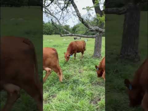 tickcreekranch Our cows have a lookout! #cows #cattle #farmlife #snake #treesnake #blacksnake #fyp