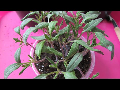 Пикирование томатов - когда, куда и как это сделать