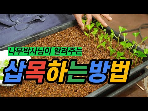 How to Increase the Success Rate of Cuttings, Rooting Conditions, and Creating the Optimal Enviro...