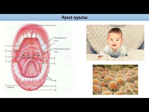 Асқорыту жүйесіне жалпы шолу. Ауыз қуысы анатомиясы, cavitas oris. Ауыз кіреберісі.