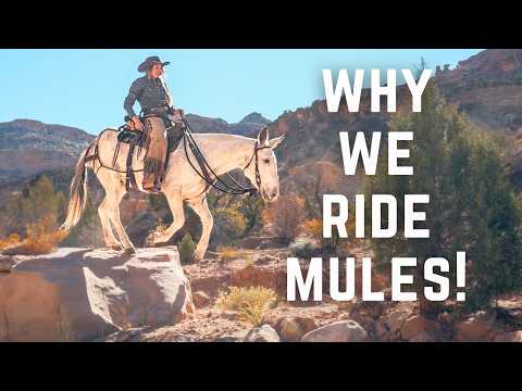 Exploring Roadless Country on Mules | Outlaws, Ancients & Dinosaurs