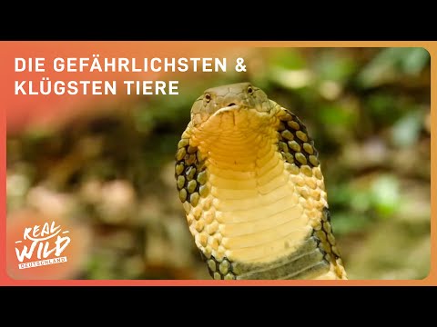 XXXL Tier-Doku: Der Kampf ums Überleben