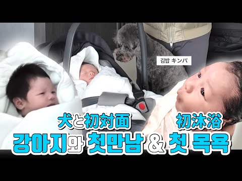 강아지와 첫만남&아빠와 첫 목욕하는 하루 표정! 犬と初対面&パパと初沐浴するハルの表情!