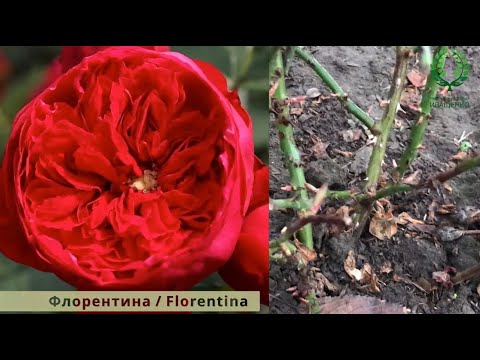 Обрезка Плетистых Роз. Как плетистую розу вести шрабом и др . Это должен знать каждый розовод!